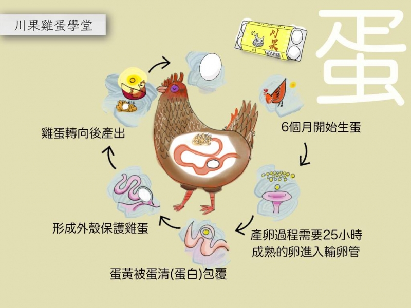 一顆雞蛋的旅程